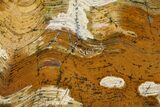 Strelley Pool Stromatolite Slab - Billion Years Old #150682-1